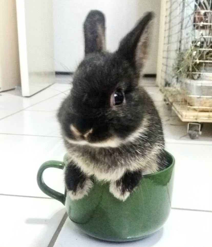 Pingo