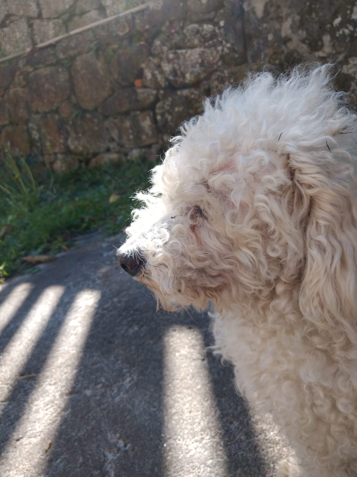 Pingo