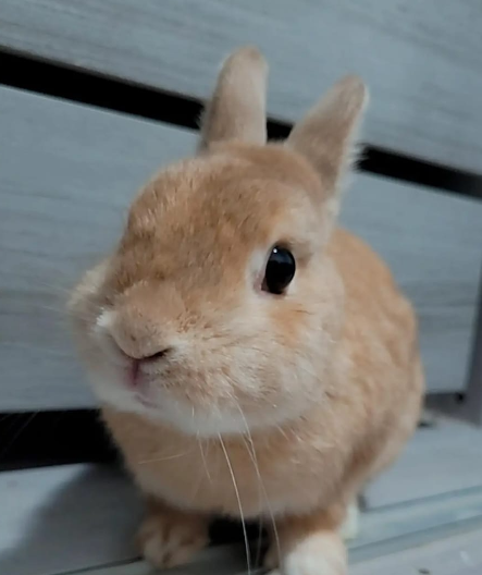 Ginger